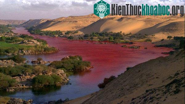 Thủy triều đỏ là giả thuyết hợp lý nhất cho việc sông Nile "nhuộm máu" và bốc mùi.