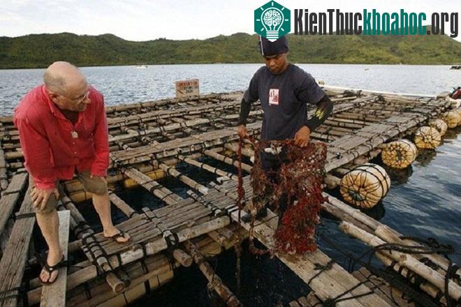 Họ cấy nhân vào những con trai sau đó nuôi dưỡng chúng ở khu thu hoạch. Những nhân mô này dần dần phát triển thành viên ngọc.