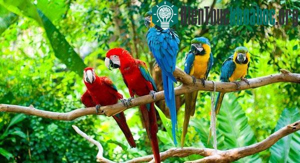 Những con vẹt tuyệt đẹp sẽ trở thành món quà hối lộ tuyệt vời cho tầng lớp quý tộc châu Âu thời xưa.