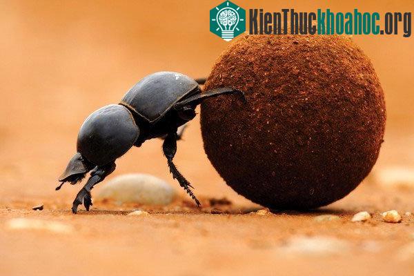 Lý giải tại sao người Ai Cập tôn sùng loài bọ hung ăn phân