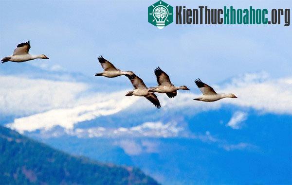 Những câu hỏi đơn giản vẫn khiến khoa học "bó tay"
