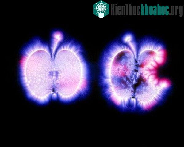 So sánh ánh sáng tỏa ra giữa hai trái táo khác nhau.
