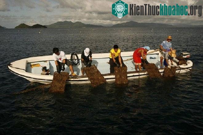Chu kỳ từ khi cấy nhân tới khi thu hoạch cần 2-5 năm.