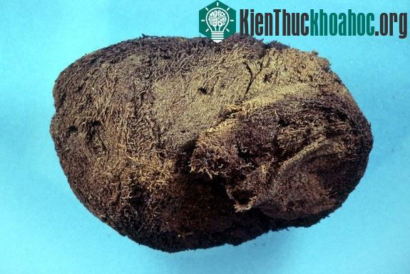 Người xưa ngâm vải vào nhựa thông. Người Ai Cập cổ đại đã nhập nhựa thông từ quốc gia khác.