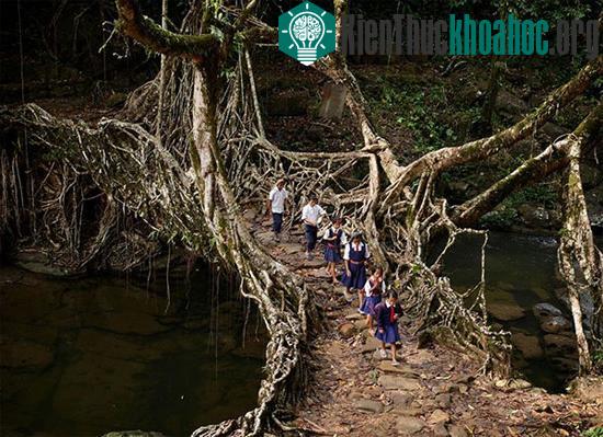 Cuộc sống kỳ lạ tại nơi “ẩm ướt nhất thế giới”