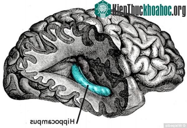 5 khám phá mới gây ngỡ ngàng về lưỡi và tai con người