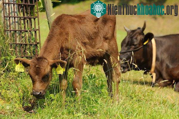 Bò được chăm sóc từ thuở bé rất cẩn thận