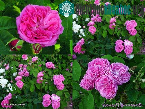 Hoa trồng trại cánh đồng hoa&nbsp;rose de mai