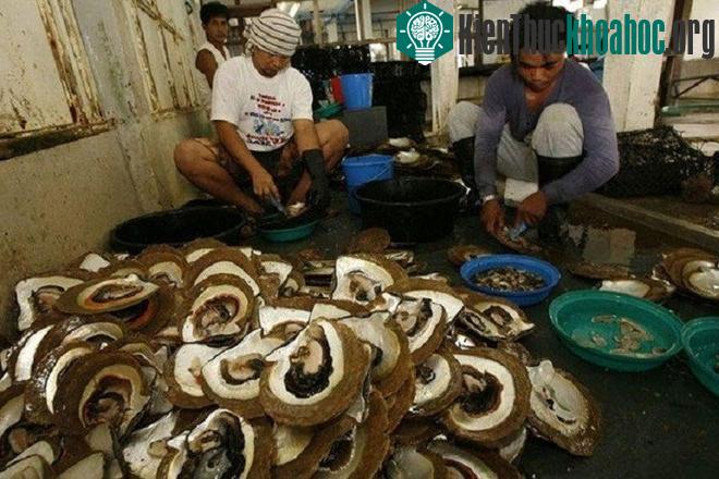 Các công nhân tách vỏ để lấy viên ngọc bên trong.