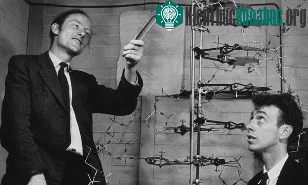 Hình ảnh hai nhà nghiên cứu Watson và Crick công bố mô hình xoắn kép DNA.