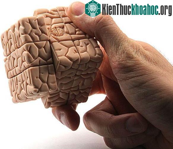 Check "độ sai lệch của não" mà ta không ngờ tới