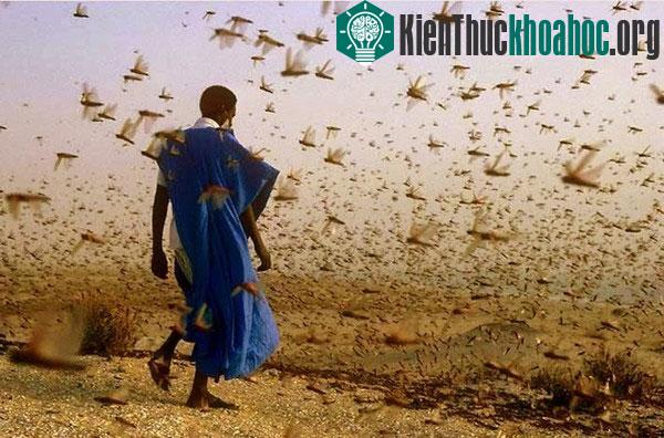 Theo các nhà khoa học, 100 con châu chấu có thể "xơi" hết khẩu phần ăn của 2 - 3 người trưởng thành.