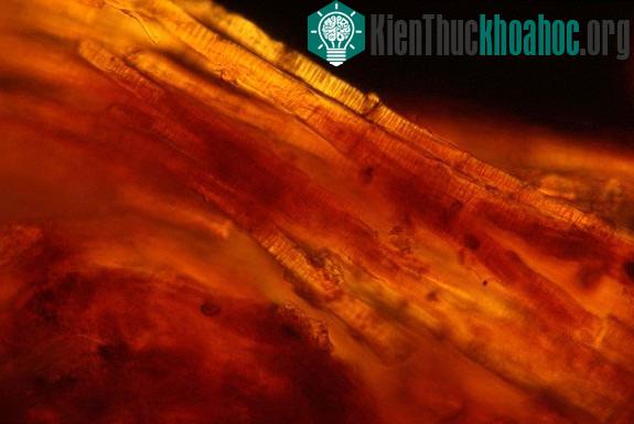 Những chất nhựa trong vải lanh hiện rõ sau khi các nhà nghiên cứu ngâm chúng trong dung môi một tuần.