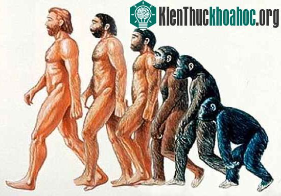 Con người mất lông cơ thể để đi lại bằng 2 chân dễ dàng hơn và để bộ não phát triển hơn.
