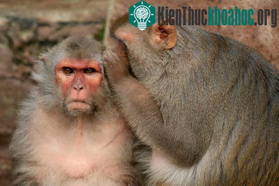 Nghiên cứu cho thấy loài vật cũng có đạo đức và sự thông cảm&nbsp;