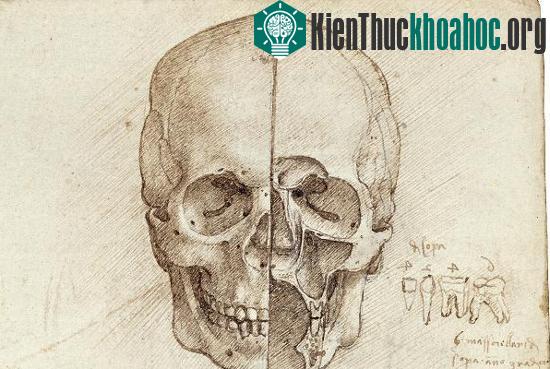 Nhiệm vụ "lấy hộp sọ" được Leonardo dành riêng một ví trí dễ thấy trong trang sổ tay