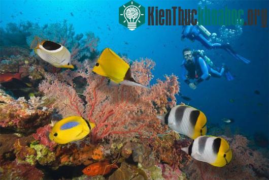 Rạn san hô Great Barrier Reef là một trong bảy kỳ quan của thế giới tự nhiên và được xếp hạng di sản thế giới - (Ảnh: CNN)
