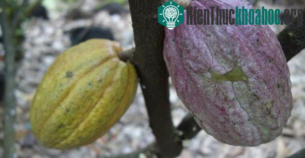 Quả cacao được trồng tại Đồng Nai.