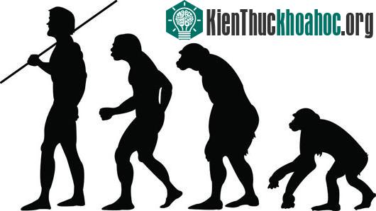 Con người vẫn chưa thực sự tiến hoá tới "đỉnh"?