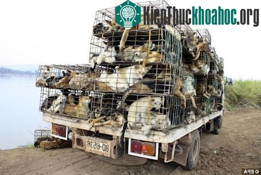 Hàng trăm con chó bị bắt trộm sẽ bị bán lại cho các xưởng sản xuất sản phẩm từ da. (Ảnh: EPA)