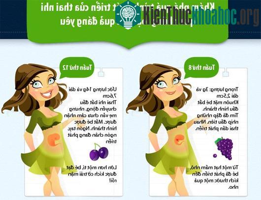 Liên tưởng thú vị về sự phát triển của thai nhi qua các loại quả ảnh 0