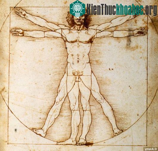 Bức “Người Vitruvius” với một chỗ phình nhẹ phía trên phần bên trái háng. (Ảnh: Alamy)