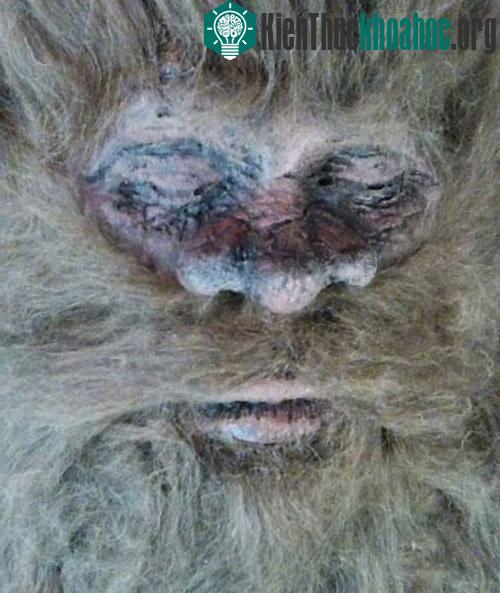 Bức ảnh được tuyên bố là chụp cận cảnh mặt của quái thú Bigfoot