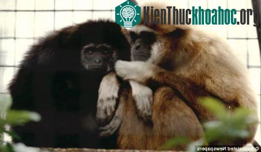 Con người đã đánh giá thấp trình độ của khá nhiều loại động vật
