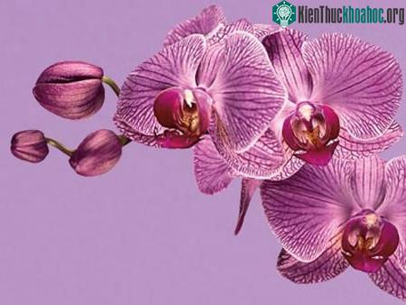 Màu tím hoa lan rực rỡ được dự báo sẽ thống trị năm 2014
