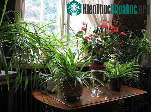 Cây cảnh giúp tăng năng suất lao động và khả năng sáng tạo