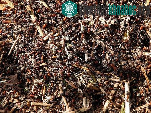 Một số điểm tương đồng giữa kiến và người mà chúng ta chưa biết