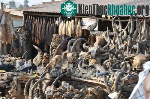 Khu chợ bùa chú Akodessewa trông khá rùng rợn. (Ảnh: soulask.com)