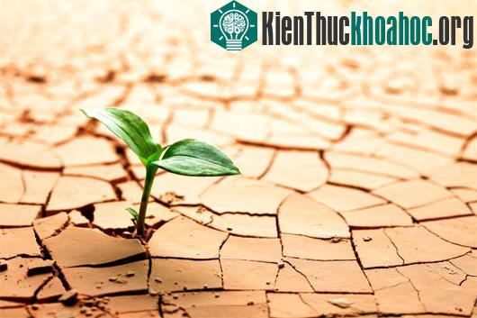 Sự sống trên Trái đất bắt nguồn từ... đất sét?