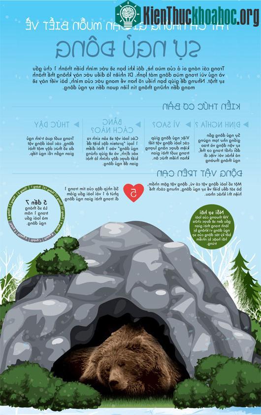 Khám phá về sự ngủ đông