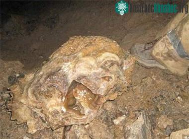 Loại đá "goldite" mà ông Holt tin rằng sẽ được bán với giá hàng trăm triệu USD
