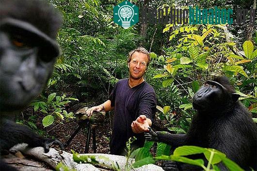 Nghiên cứu về não bộ khỉ Macaque đã mở ra trang mới cho sự phát triển của khoa học "đọc suy nghĩ"