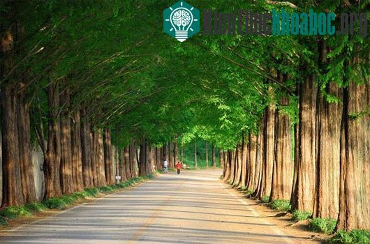 Con đường Thủy sam khi còn xanh mướt...