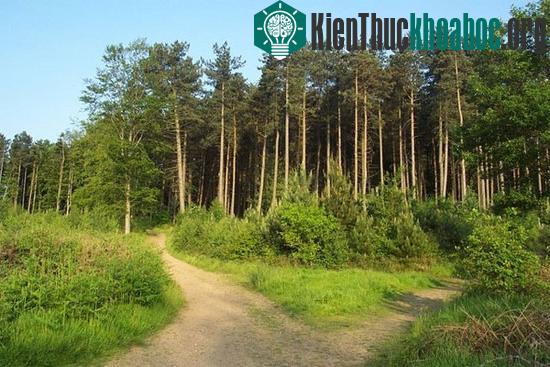 Những cánh rừng vắng ở Cannock Chase là nơi xuất hiện nhiều sinh vật lạ, bí hiểm