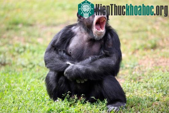 Những đặc trưng “rất” con người ở động vật có thể bạn chưa biết