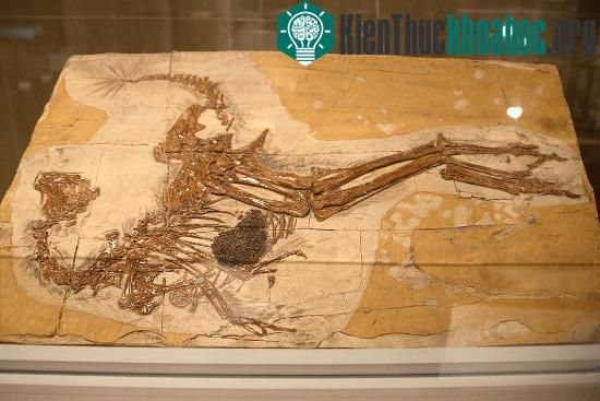 Hóa thạch của khủng long.