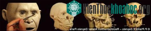 Quá trình xây dựng mẫu vật bắt đầu với việc chình thành cấu trúc hộp sọ.