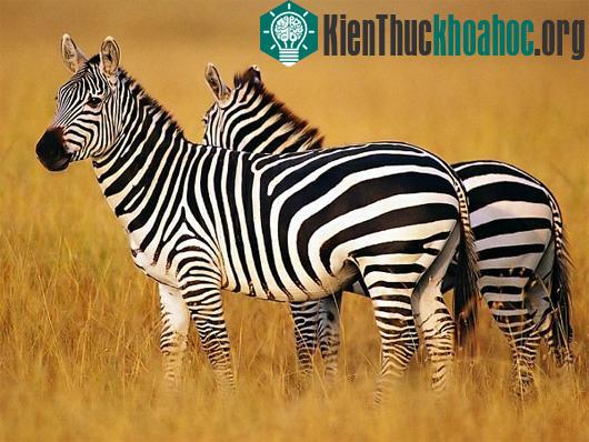 Sọc đen trắng xen kẽ nhau trên lưng ngựa vằn nhằm khiến ruồi tsetse "đau mắt" không dám lại gần