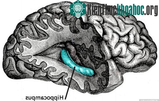 Vùng hippocampus trong não được cho là đóng vai trò quan trọng trong việc gợi nhớ những ký ức mà đặc biệt liên quan đến địa điểm