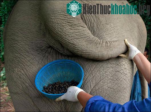 Voi được cho ăn quả cà phê Arabica của Thái, sau đó người ta sẽ đi gom cà phê từ phân voi sau một thời gian chúng được