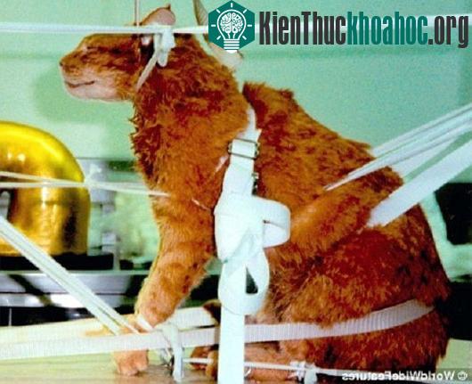 Tìm hiểu cách ướp xác thú cưng theo kiểu Ai Cập cổ đại