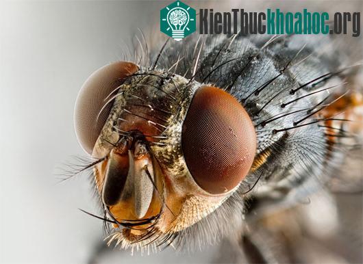 Lý giải khoa học hiện tượng loài ruồi sợ túi bóng nước