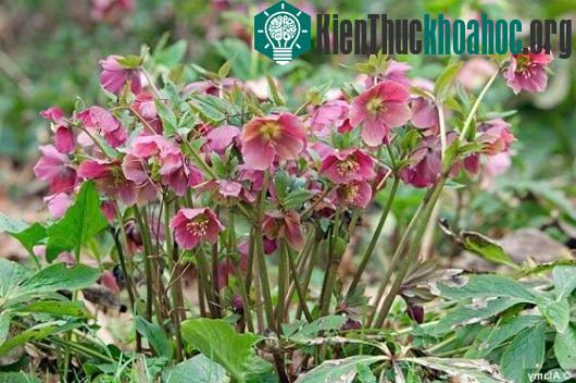Thủ phạm gây ra cái chết của vị hoàng đế vĩ đại là cây lê lư trắng - loài cây có vẻ ngoài khá vô hại