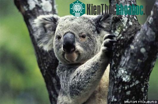 Gấu túi Koala có khả năng truyền tải thông tin và đánh dấu lãnh thổ bằng mùi từ tuyến ngực