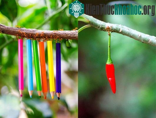 Một số điểm tương đồng giữa kiến và người mà chúng ta chưa biết