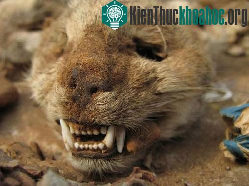 Hàng hóa chính ở chợ là những "bùa chú" để phục vụ các thầy phù thủy. (Ảnh: soulask.com)